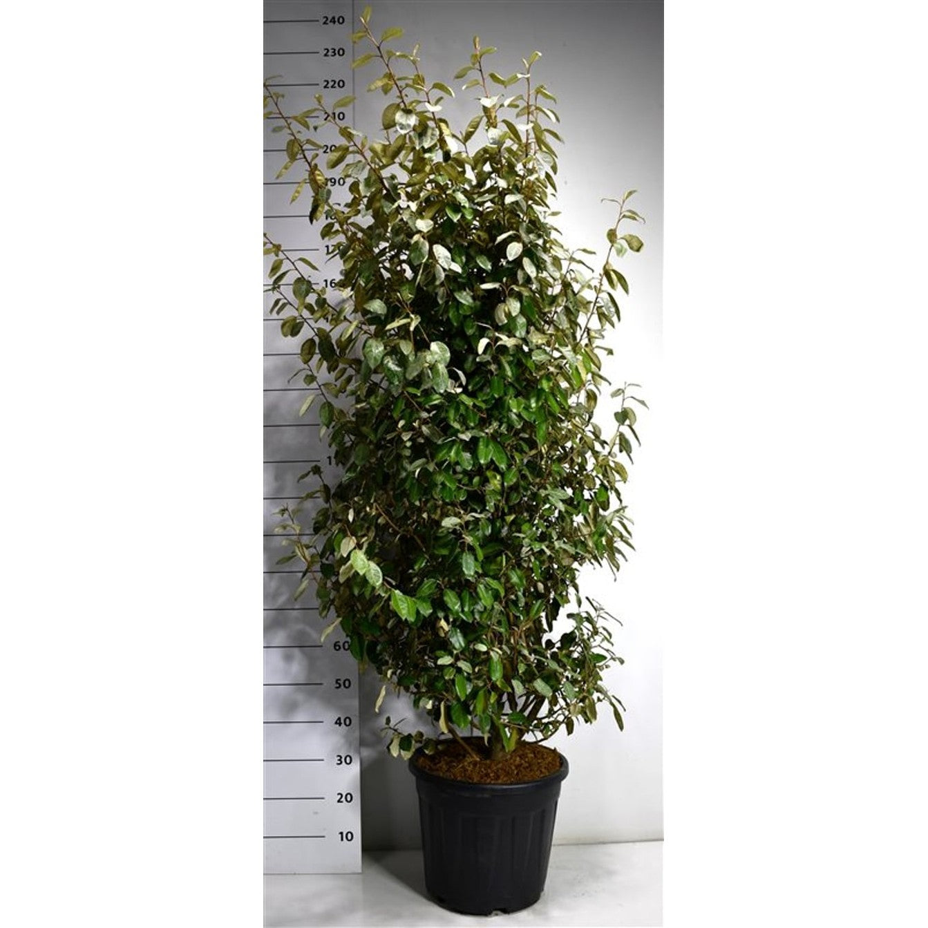 Silverbuske – Elaeagnus ebbingei 'Compacta' - C35 150-175 CM