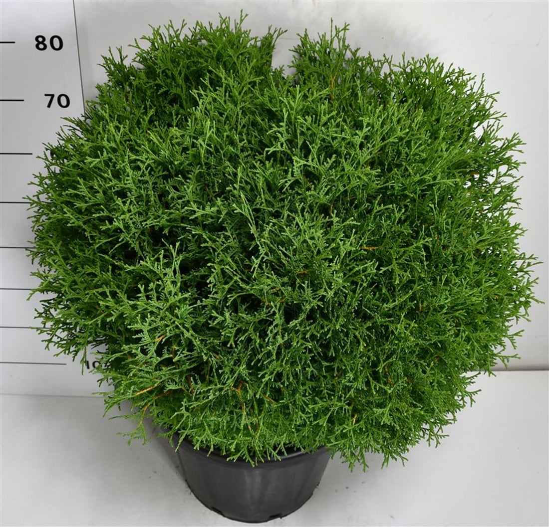 Thuja – Thuja occidentalis &