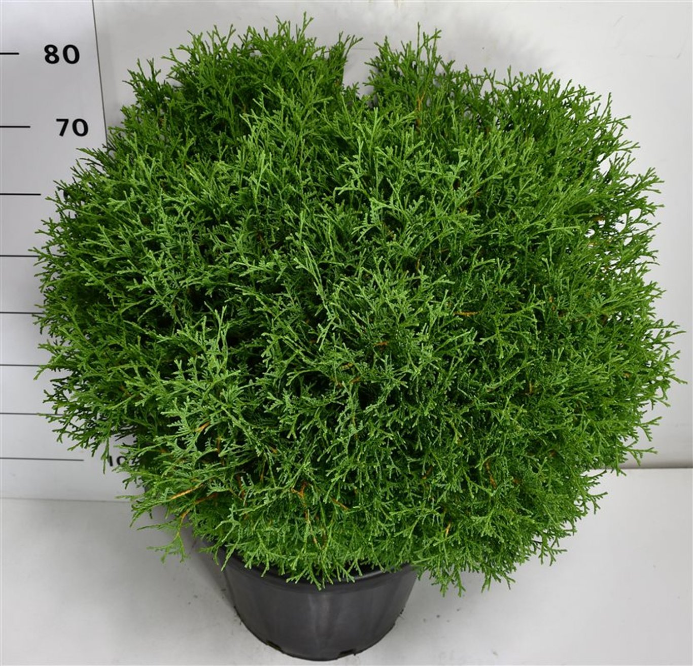 Thuja – Thuja occidentalis &