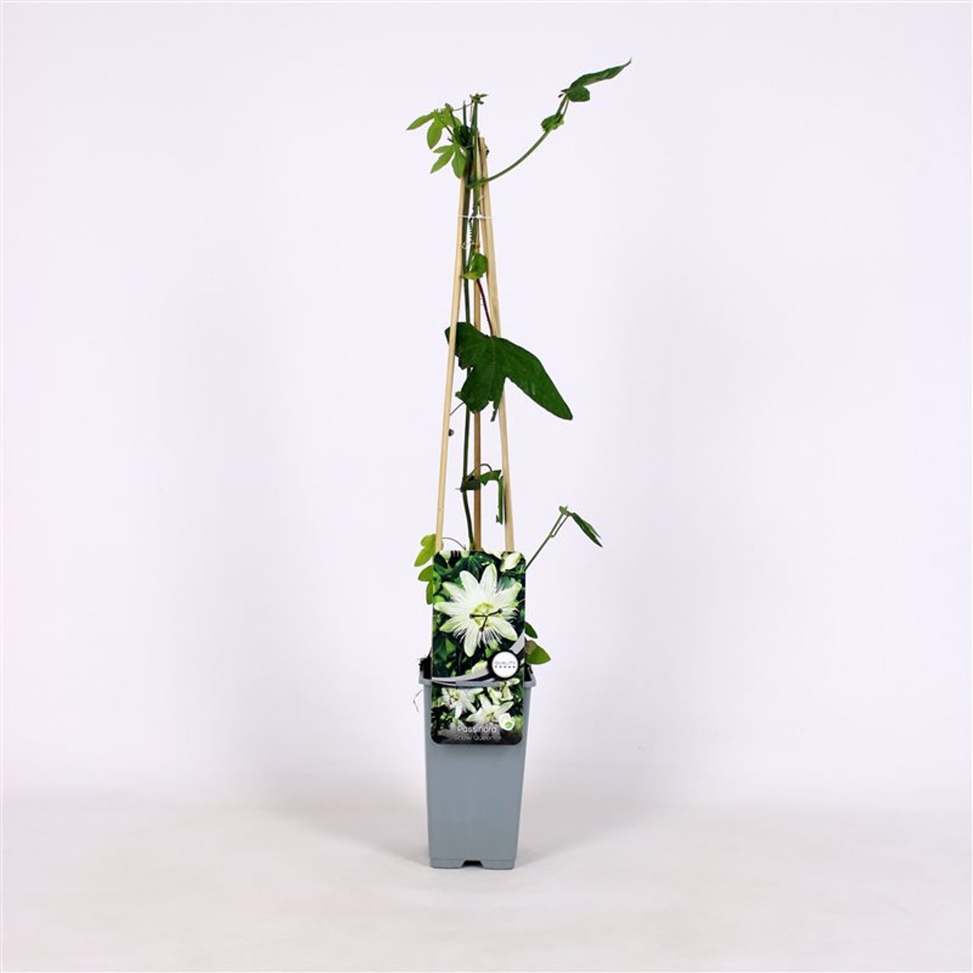 Passionsblomma – Passiflora 'Snow Queen'® - C2 70/+ CM