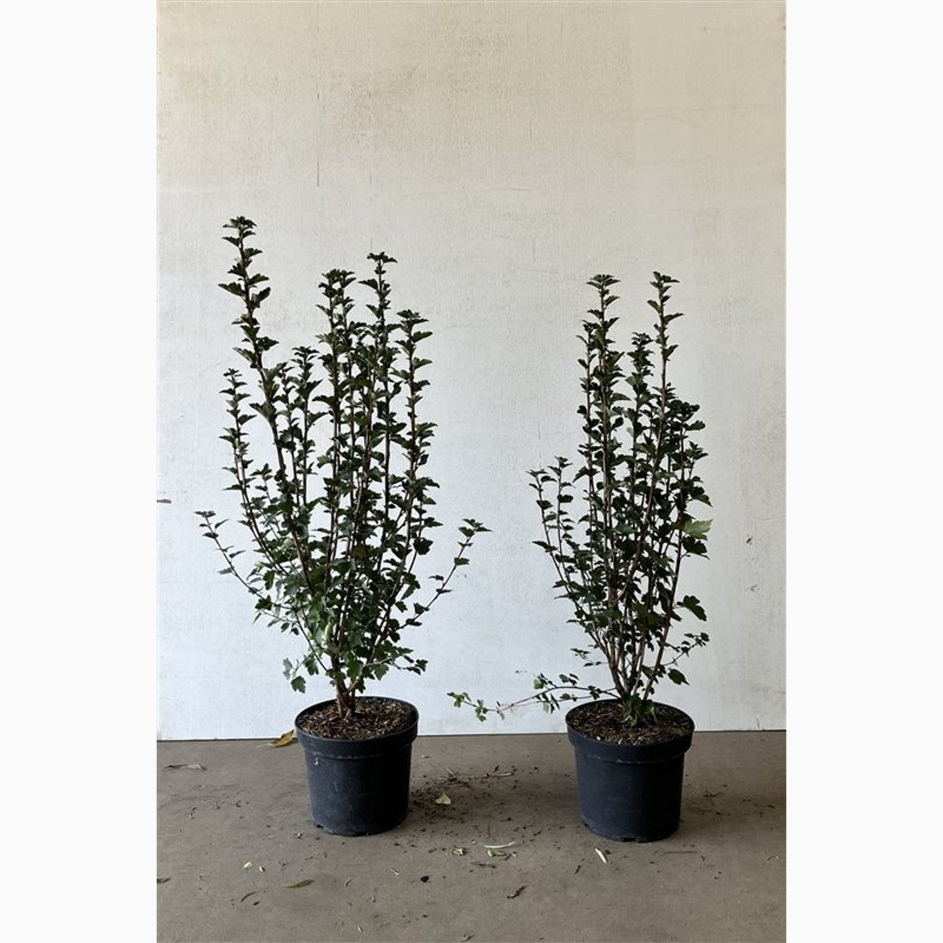 Måbär – Ribes alpinum 'Schmidt' - C5 60-80 CM