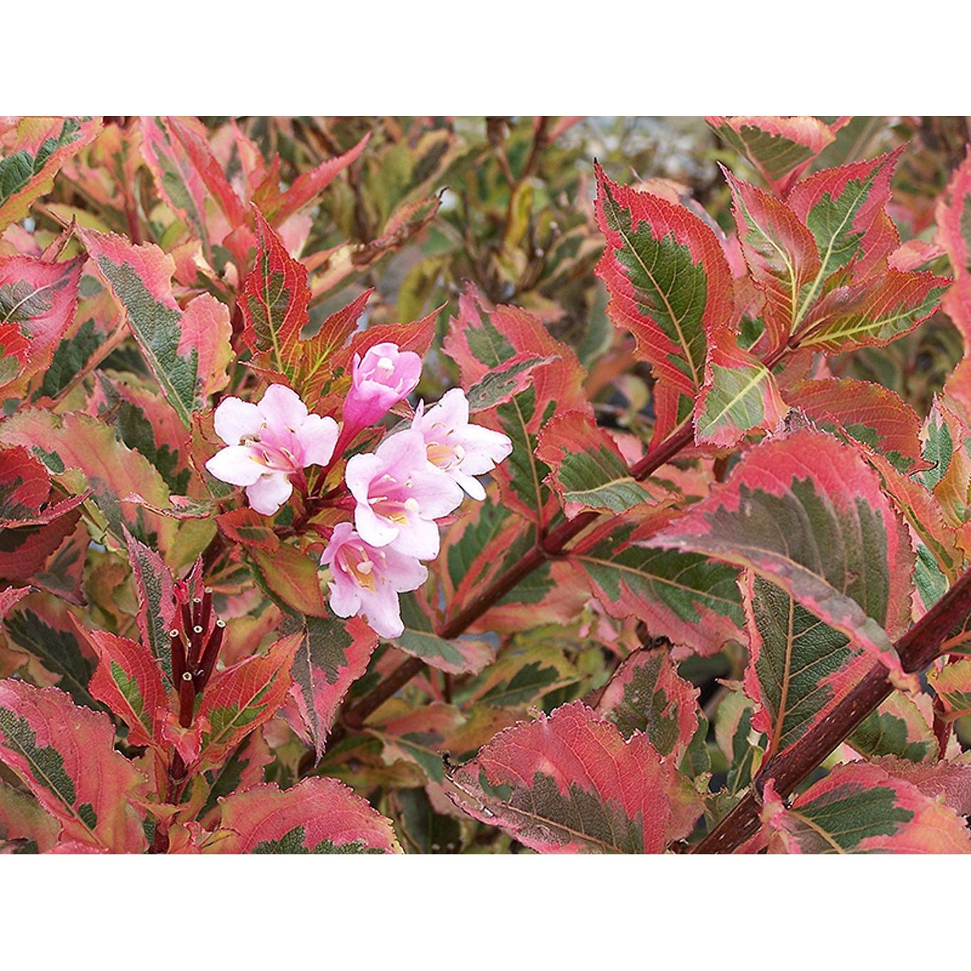 Praktweigela – Weigela 'Kolmagira' - 90 CM Stem C10