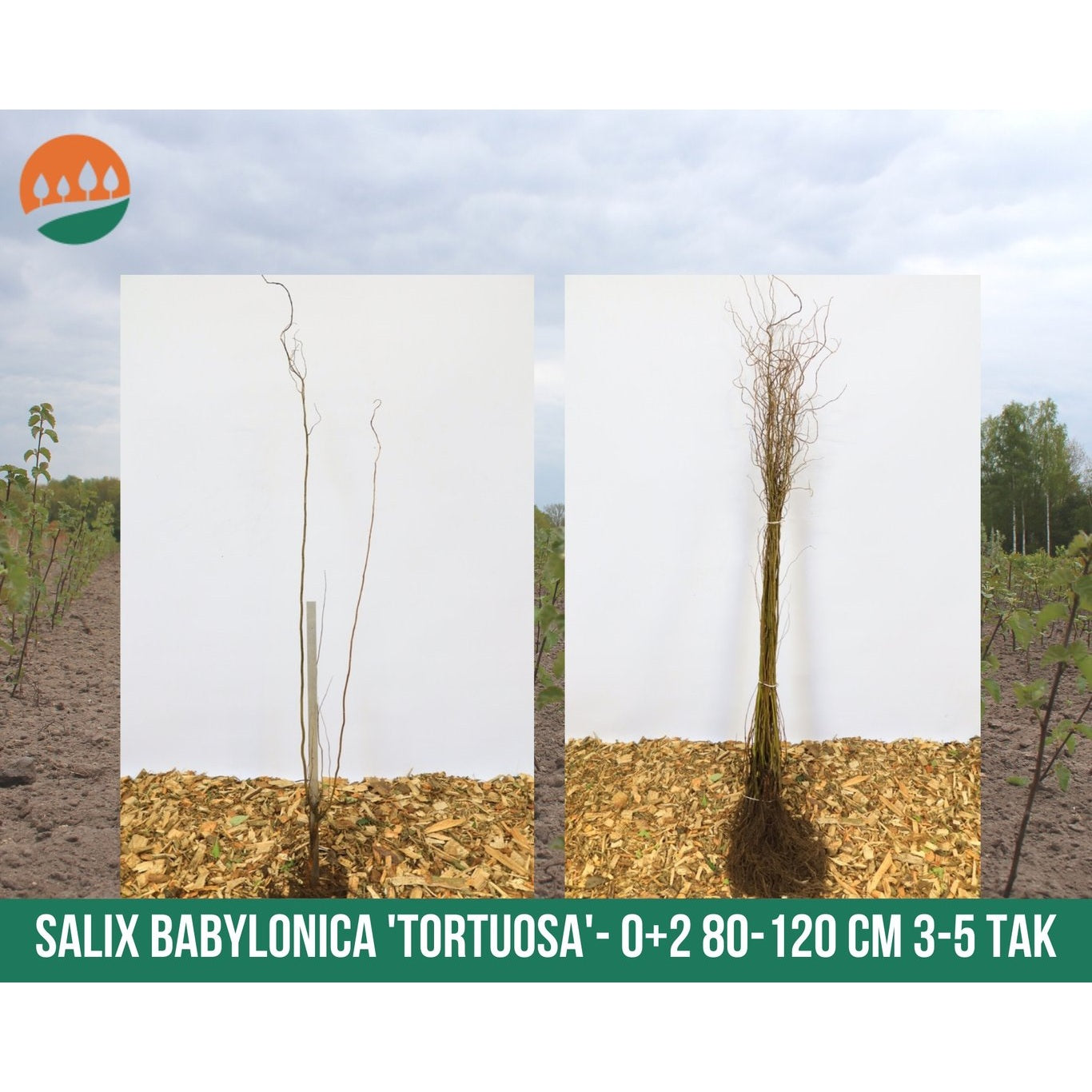 Gråtande pil – Salix babylonica 'Tortuosa' - 60-100 CM bare root 0/1   1-2 branche