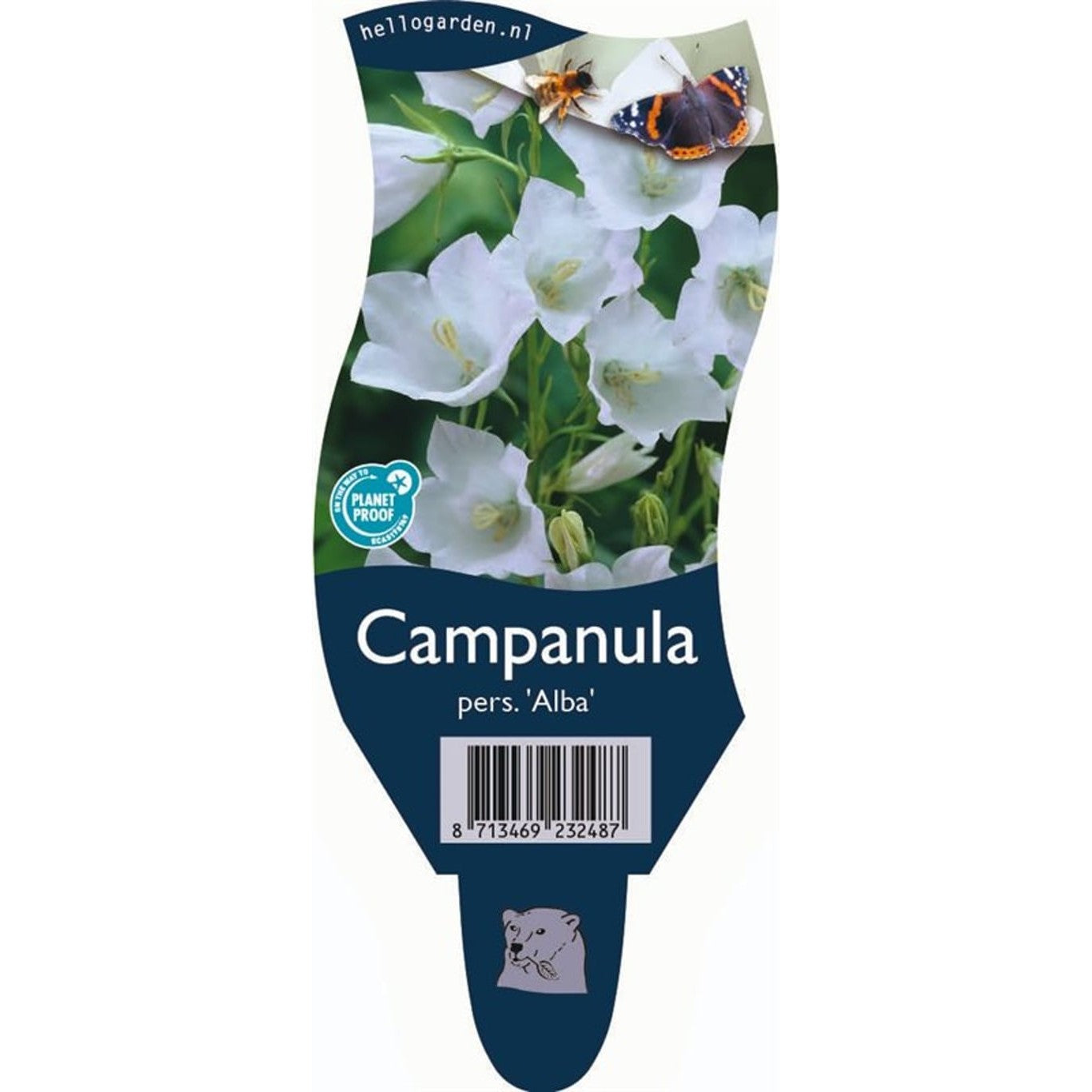 Persisk klocka – Campanula persicifolia 'Alba' - P11