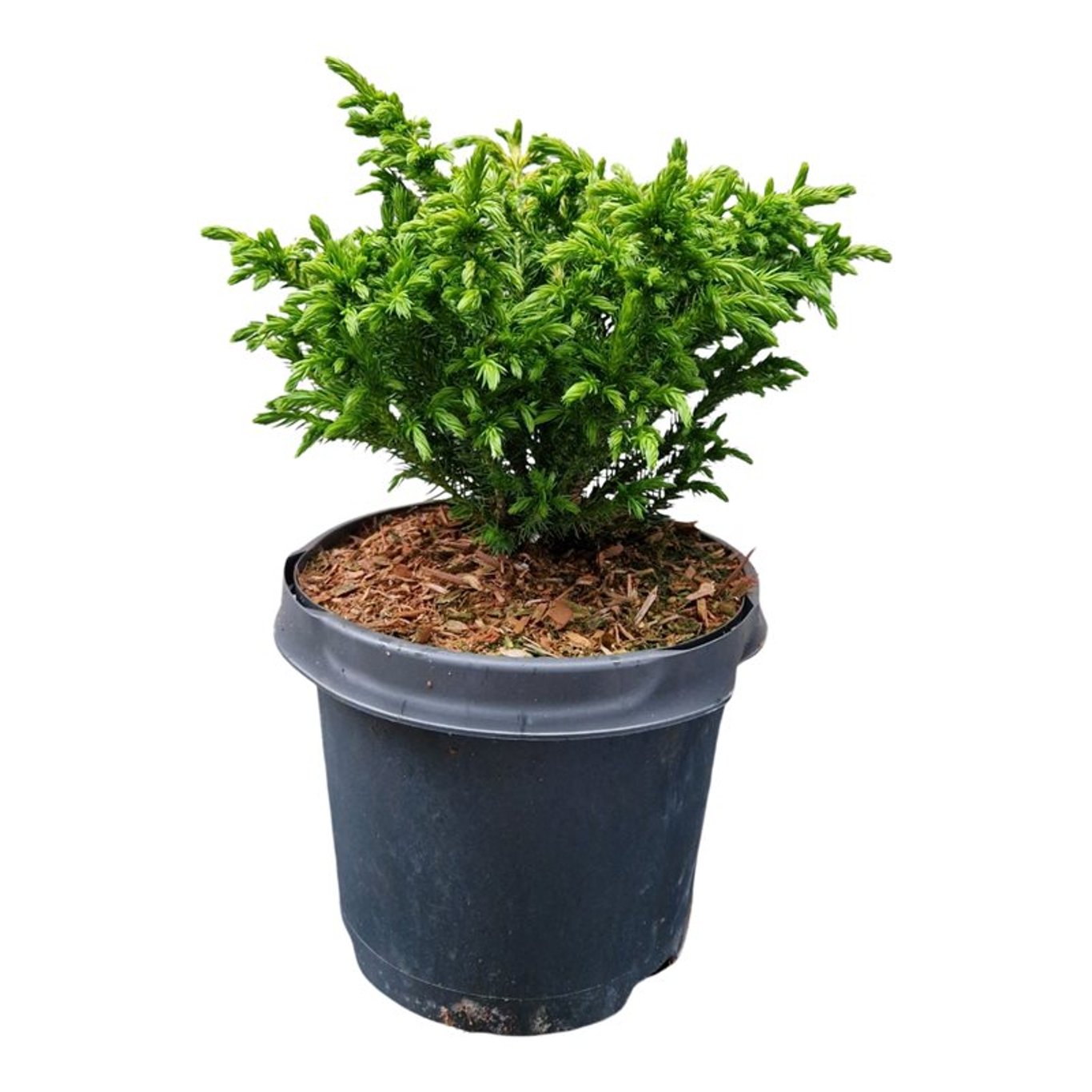 Japansk kryptomeria – Cryptomeria japonica 'Green Pearl' - C3 20-25 CM