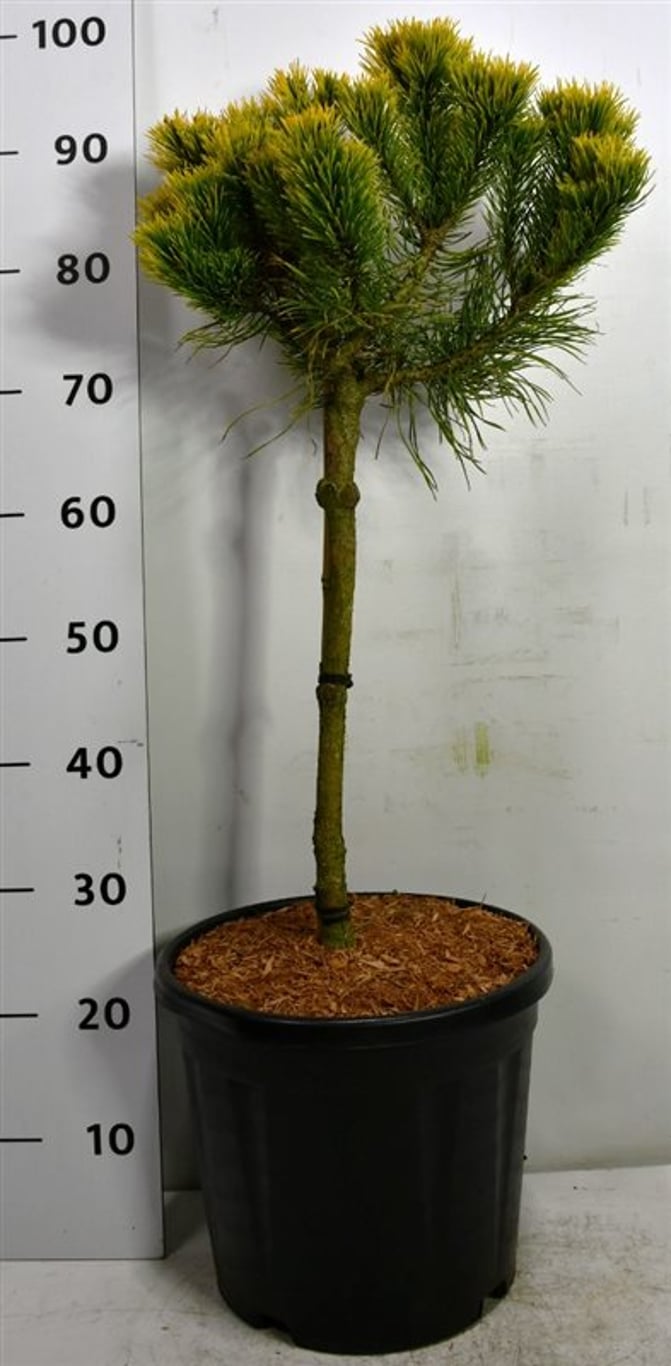Bergtall – Pinus mugo &