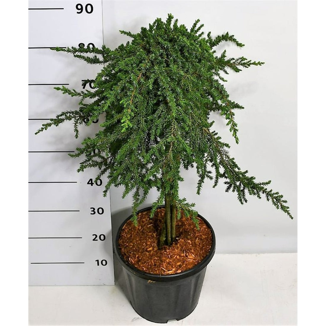 En – Juniperus communis &