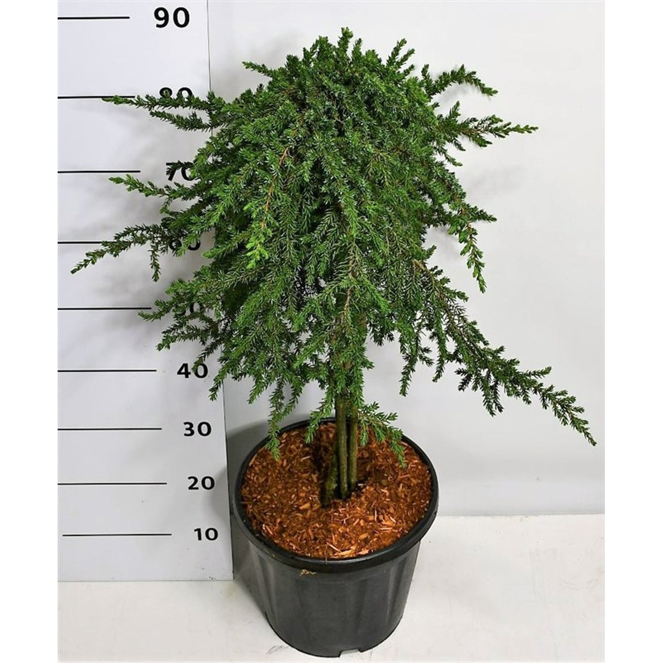 En – Juniperus communis 'Greenmantle' - 60 CM Stem C20