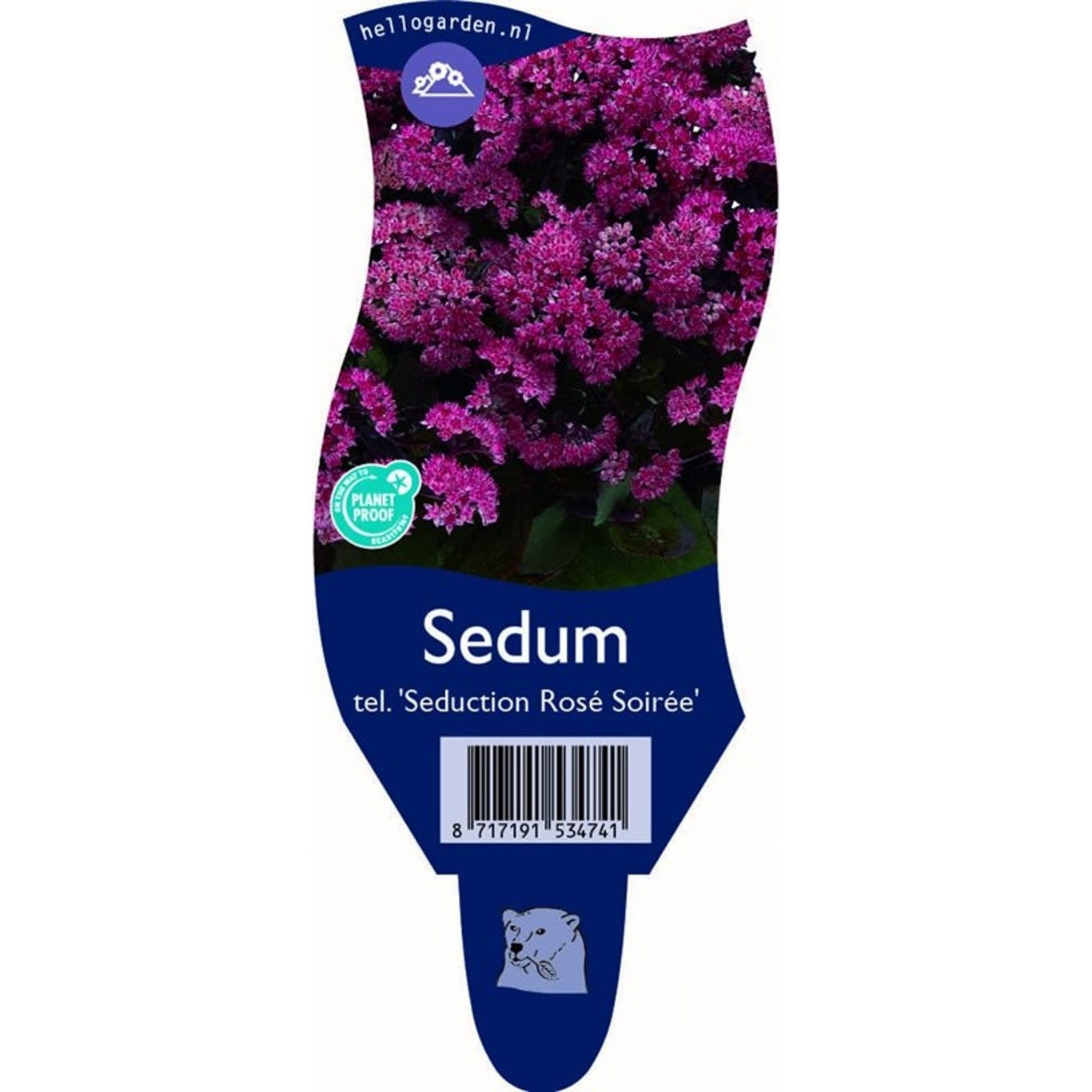 Kärleksört – Sedum telephium Seduction Rosé Soirée - P11