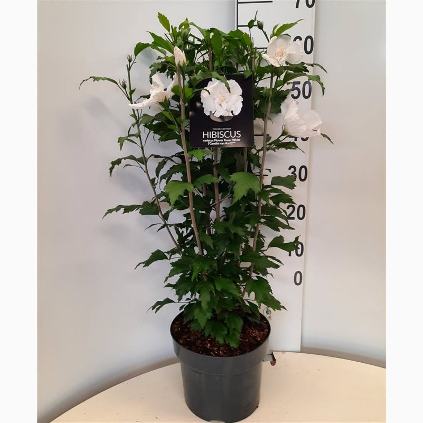 Hibiskus – Hibiscus syriacus 'Flower Tower White' - C5 60-80 CM