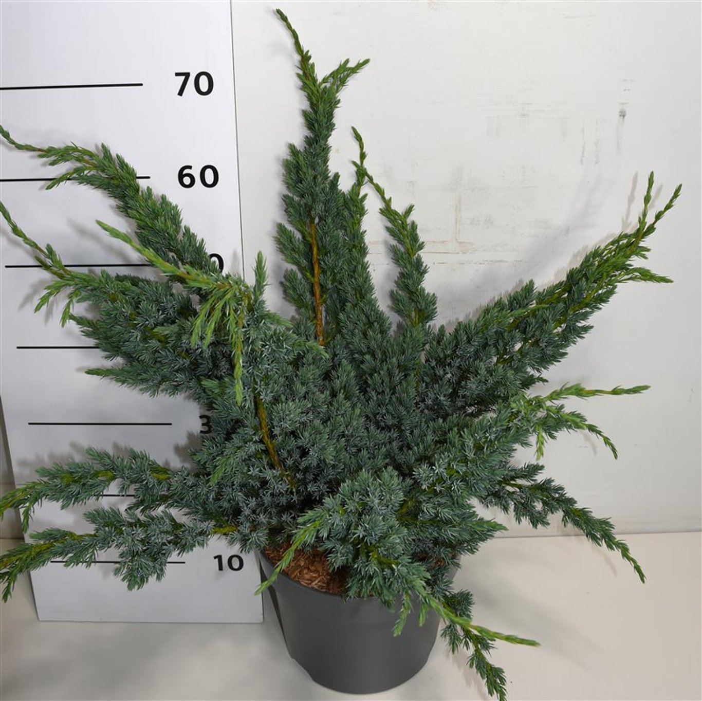 Himalaya-en – Juniperus squamata 'Meyeri' - C7.5 40-50 cm.
