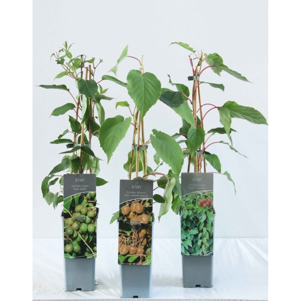 Minikiwi – Actinidia d. 'Jenny' - C2 50-60 CM 3 Stick