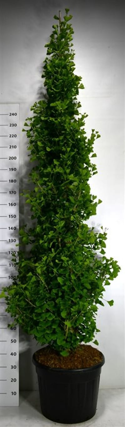 Tempelträd – Ginkgo biloba &