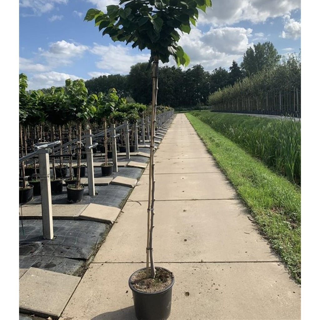 Kinesiskt judasträd – Cercis chinensis 'Avondale' - 180 CM Stem C15