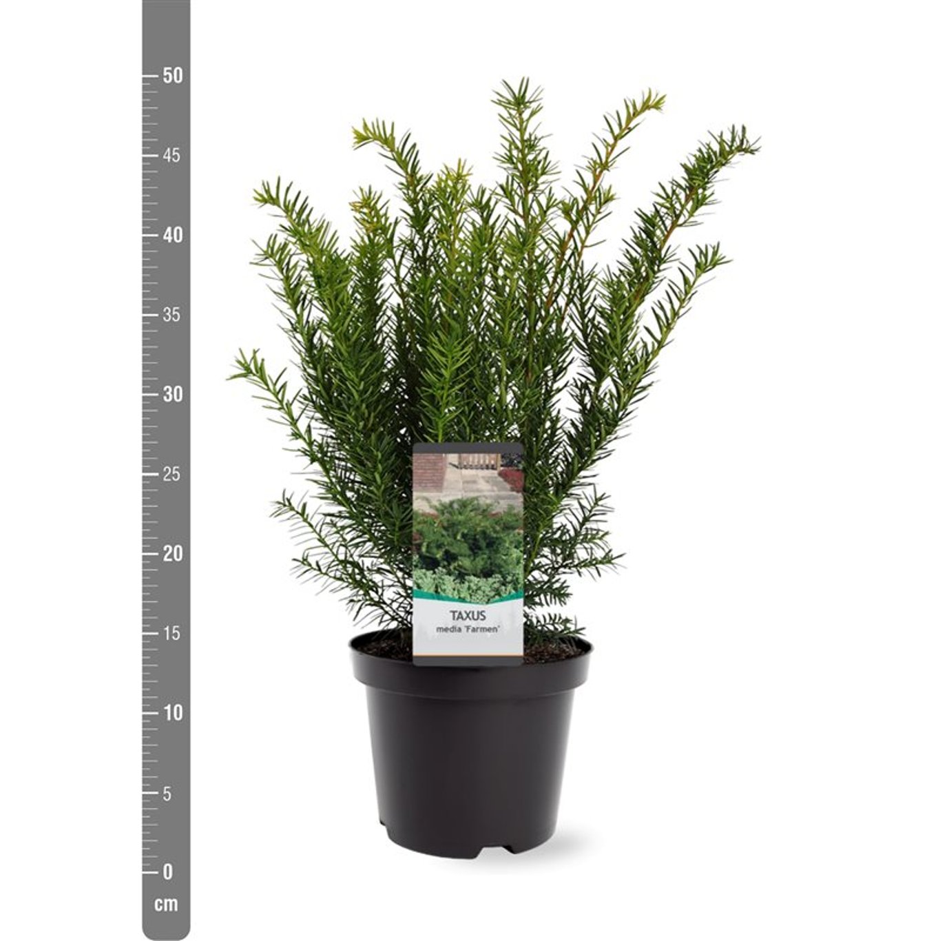 Hybrididegran – Taxus media 'Farmen' - C3 25-30 CM