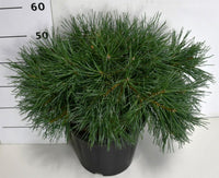 Tall – Pinus sylvestris 'Repens' - C13 40-50 cm.