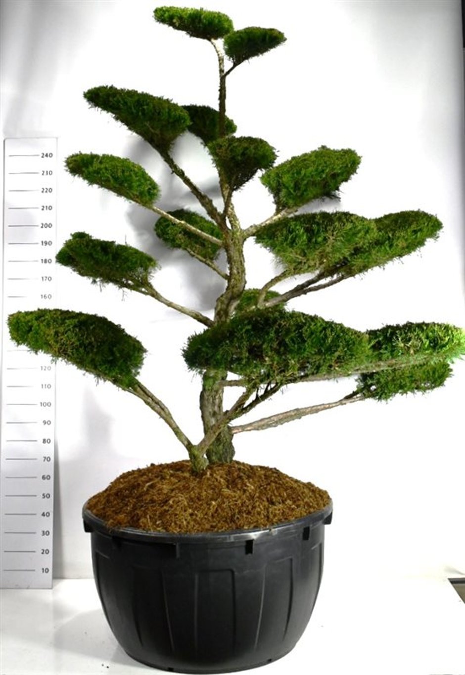 Pfitzer-en – Juniperus pfitzeriana &
