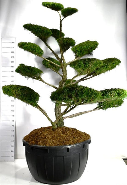 Pfitzer-en – Juniperus pfitzeriana &