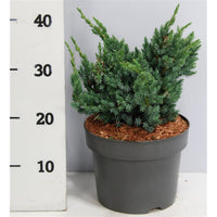 Himalaya-en – Juniperus squamata 'Meyeri' - C5 30-40 cm.
