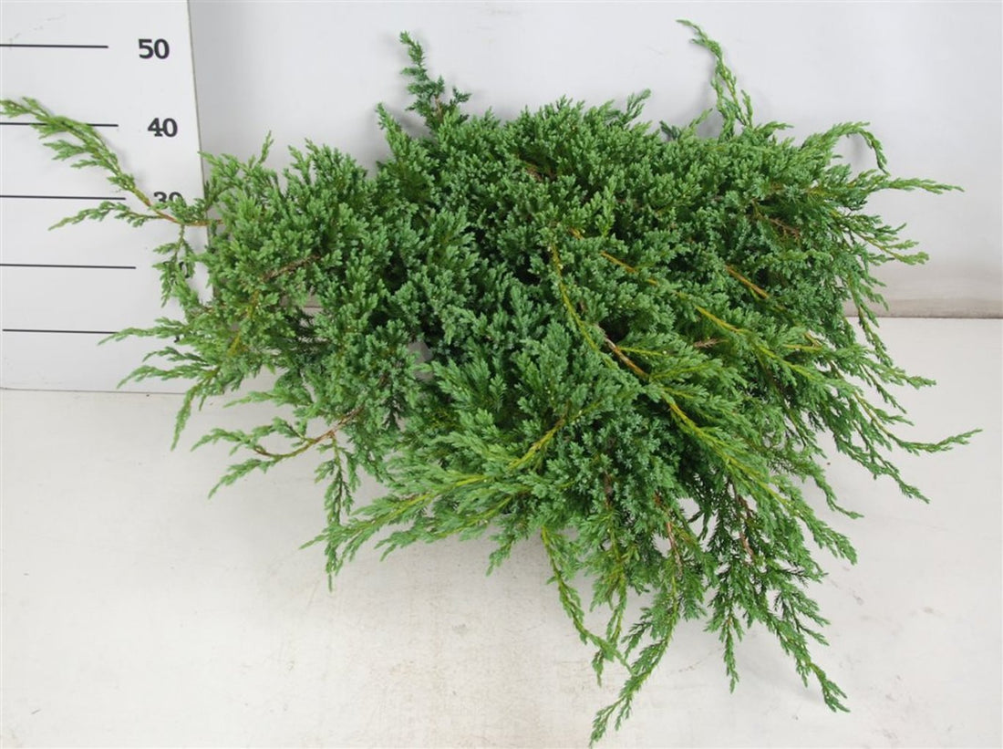 Himalaya-en – Juniperus squamata &
