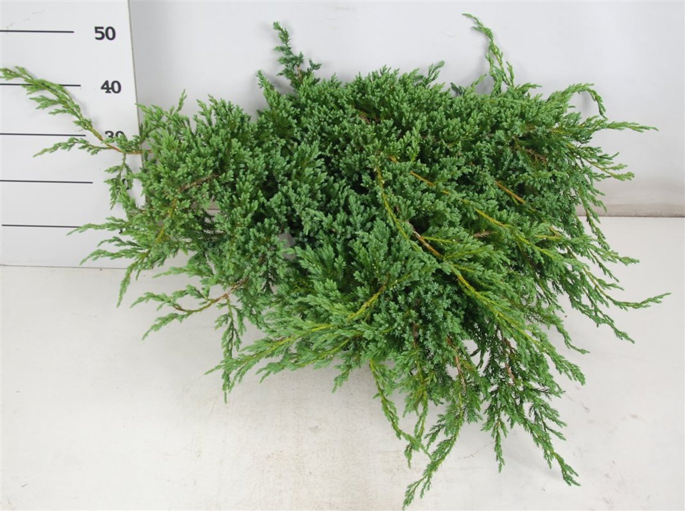 Himalaya-en – Juniperus squamata &