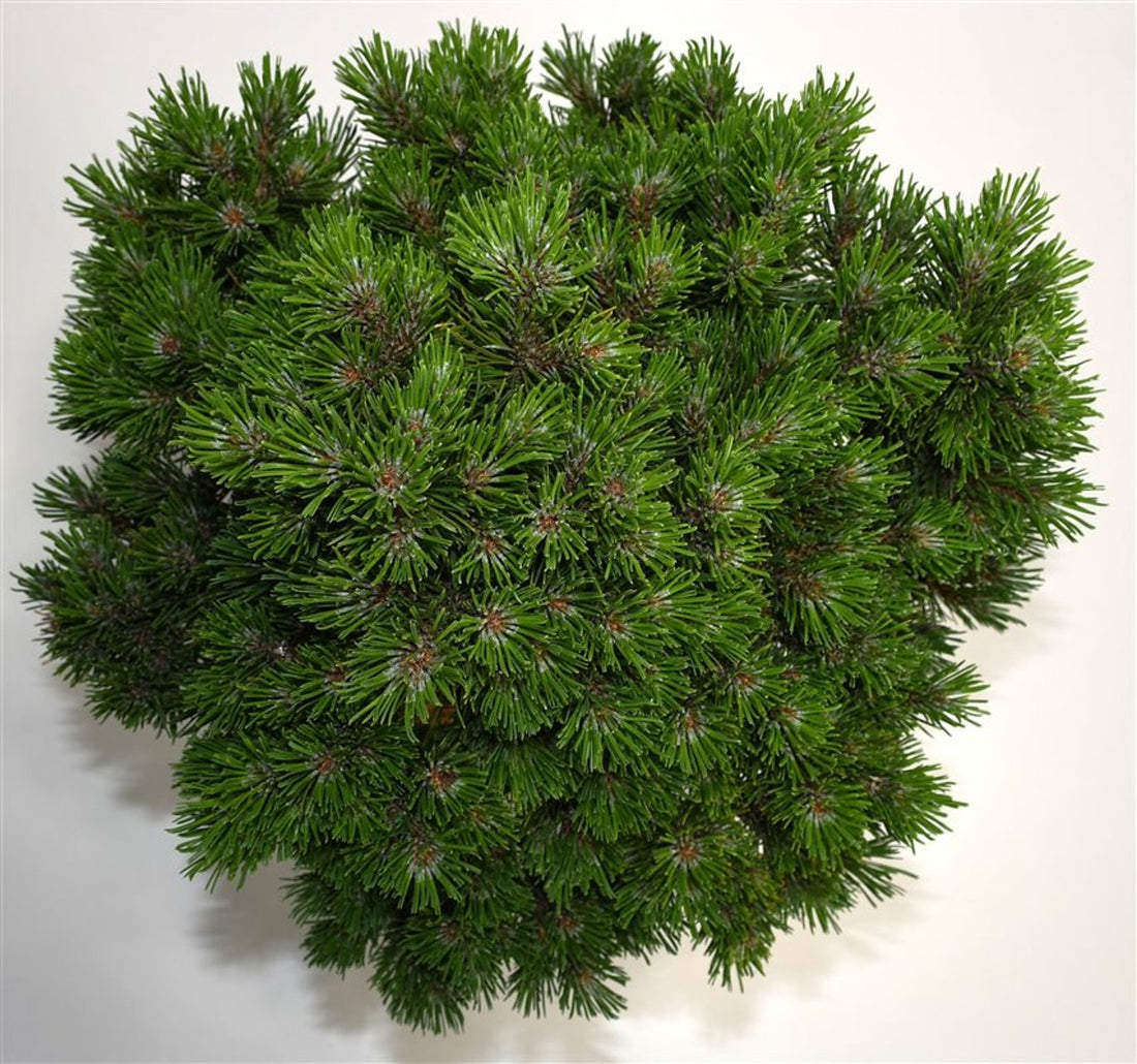 Bergtall – Pinus mugo &