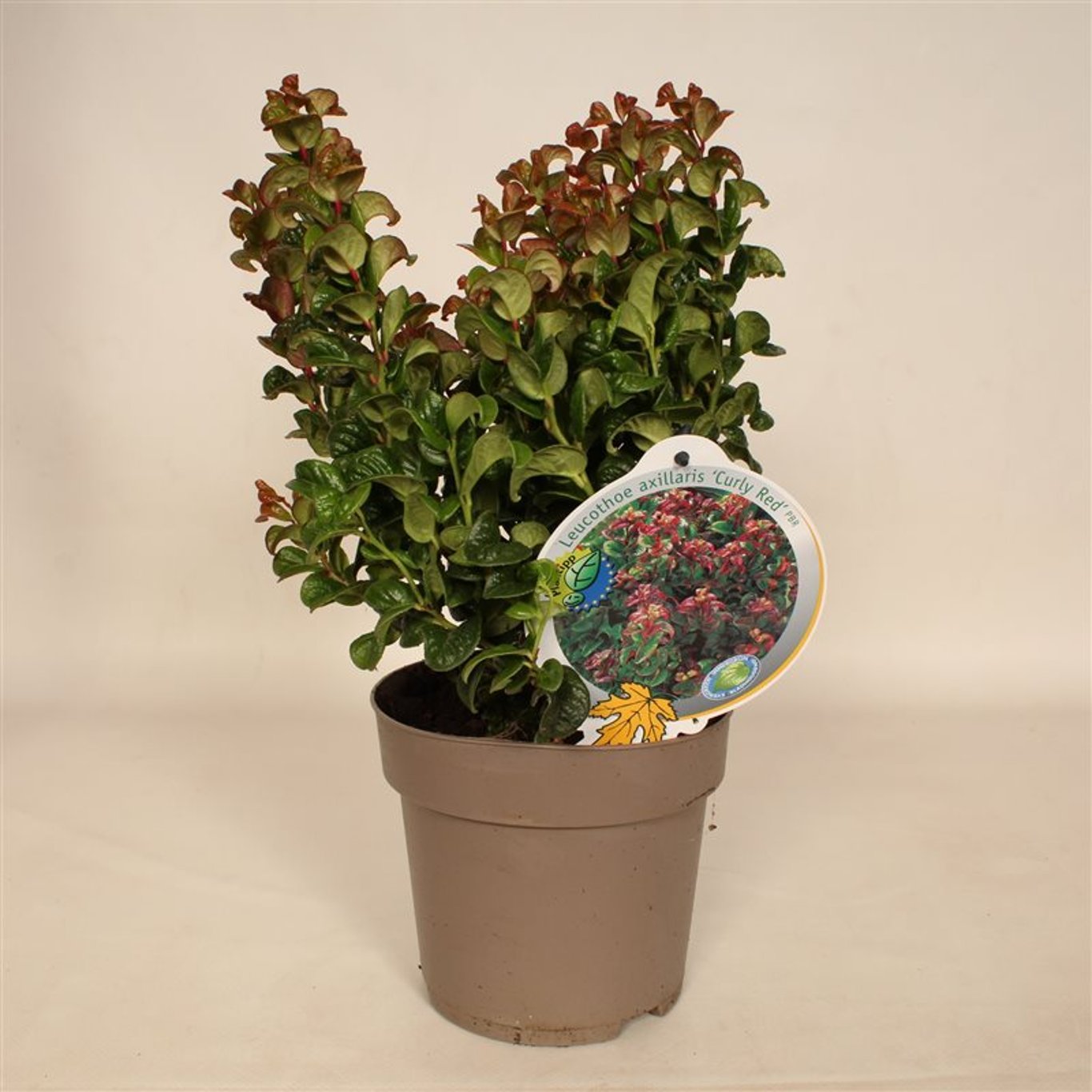 Ljungoxbär – Leucothoe axillaris 'Curly Red' - C2