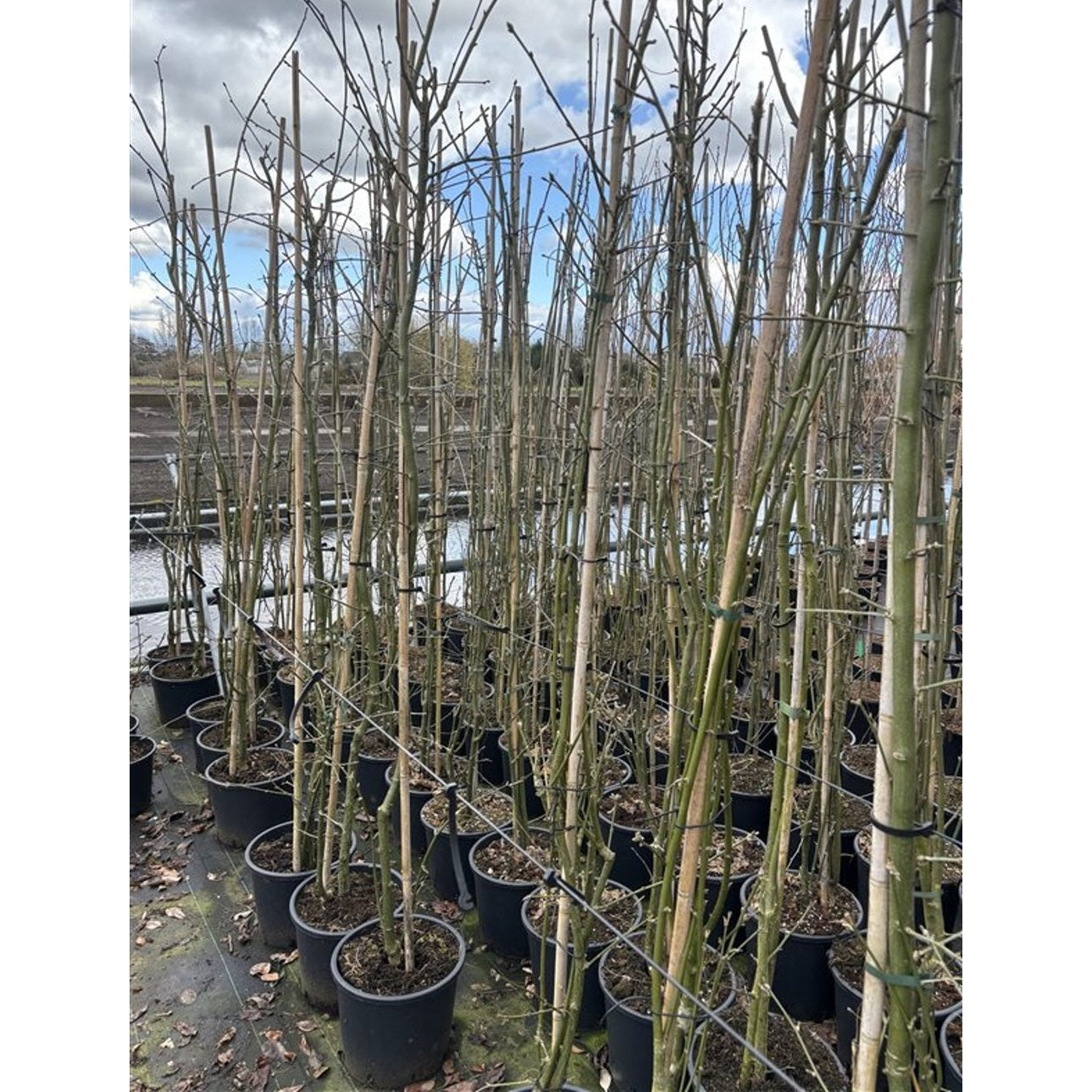 Gullregn – Laburnum watereri 'Vossii' - C15 250-300 CM