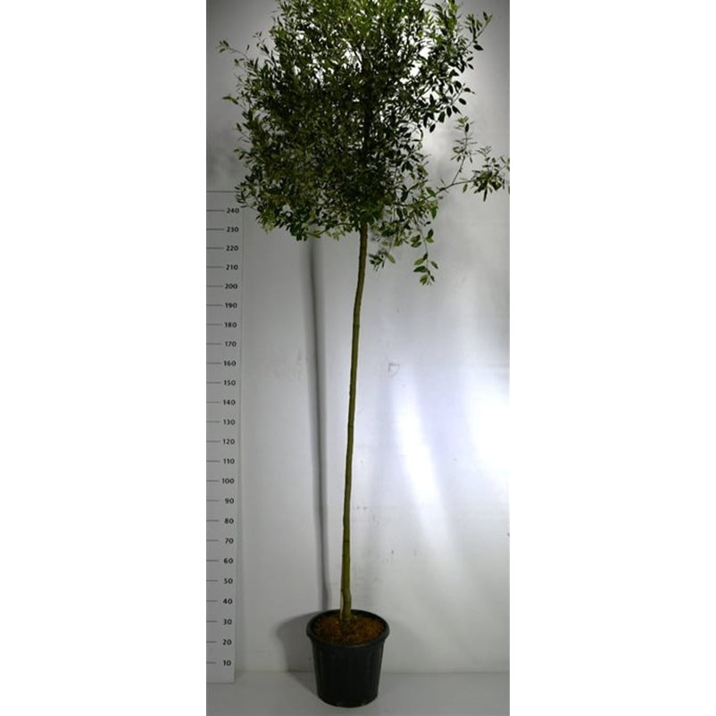 Stenek – Quercus ilex - C35 200 cm. Stam