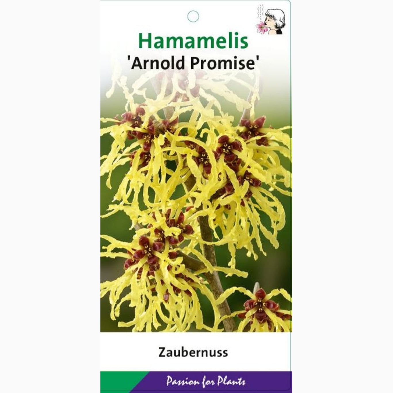 Trollhassel – Hamamelis intermedia 'Arnold Promise' - C3 40-50 CM
