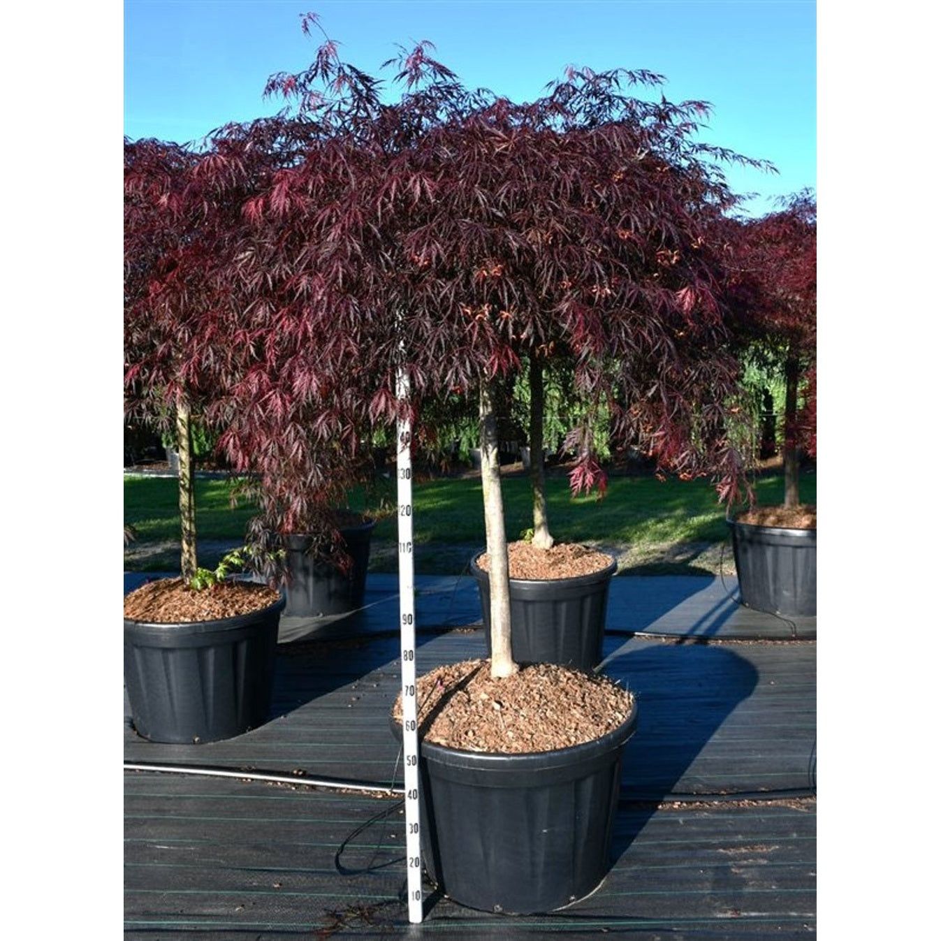 Japansk lönn – Acer pal. 'Inaba-shidare' - 130 CM Stem Cont.