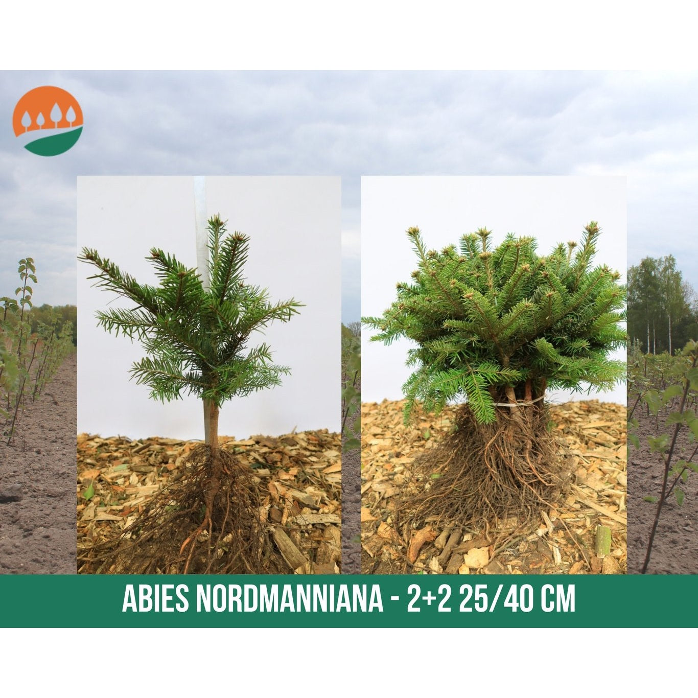 Nordmannsgran – Abies nordmanniana - 25-40 CM bare root 2/2