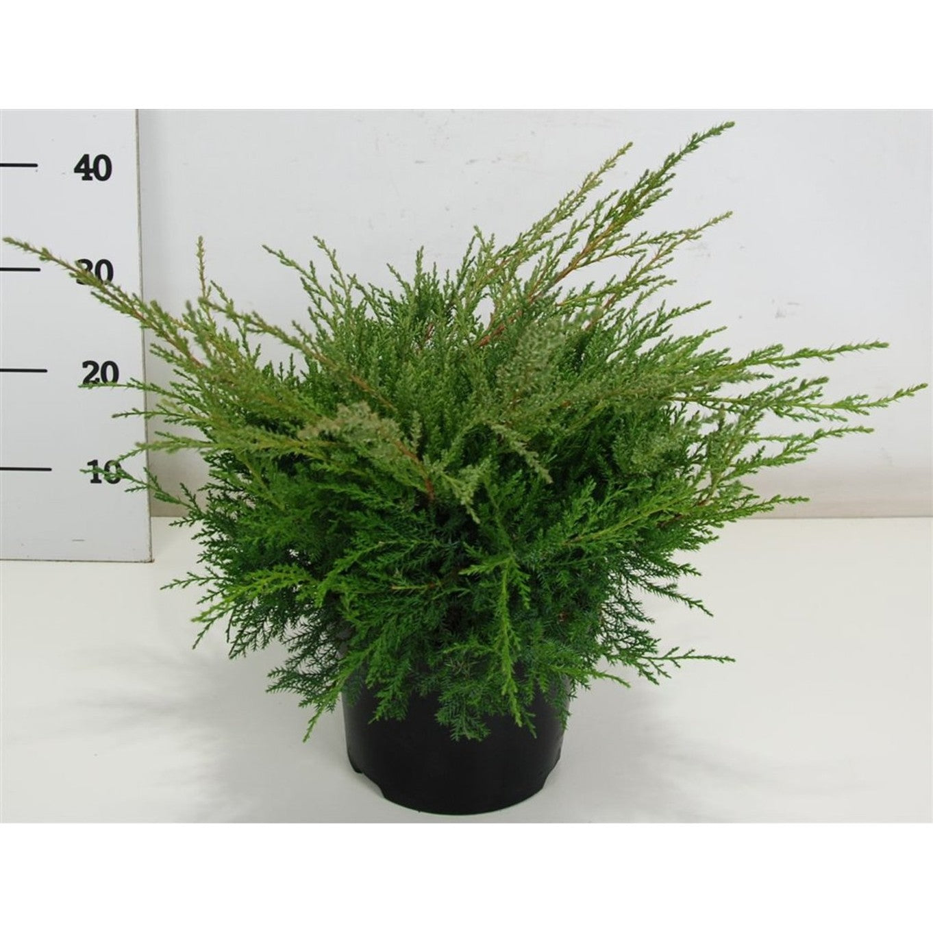 Pfitzer-en – Juniperus pfitzeriana 'Pfitzeriana Compacta' - C5 30-40 cm.