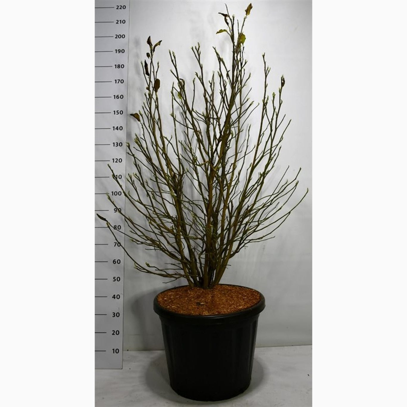 Magnolia – Magnolia 'Susan' - C80 125-150 CM