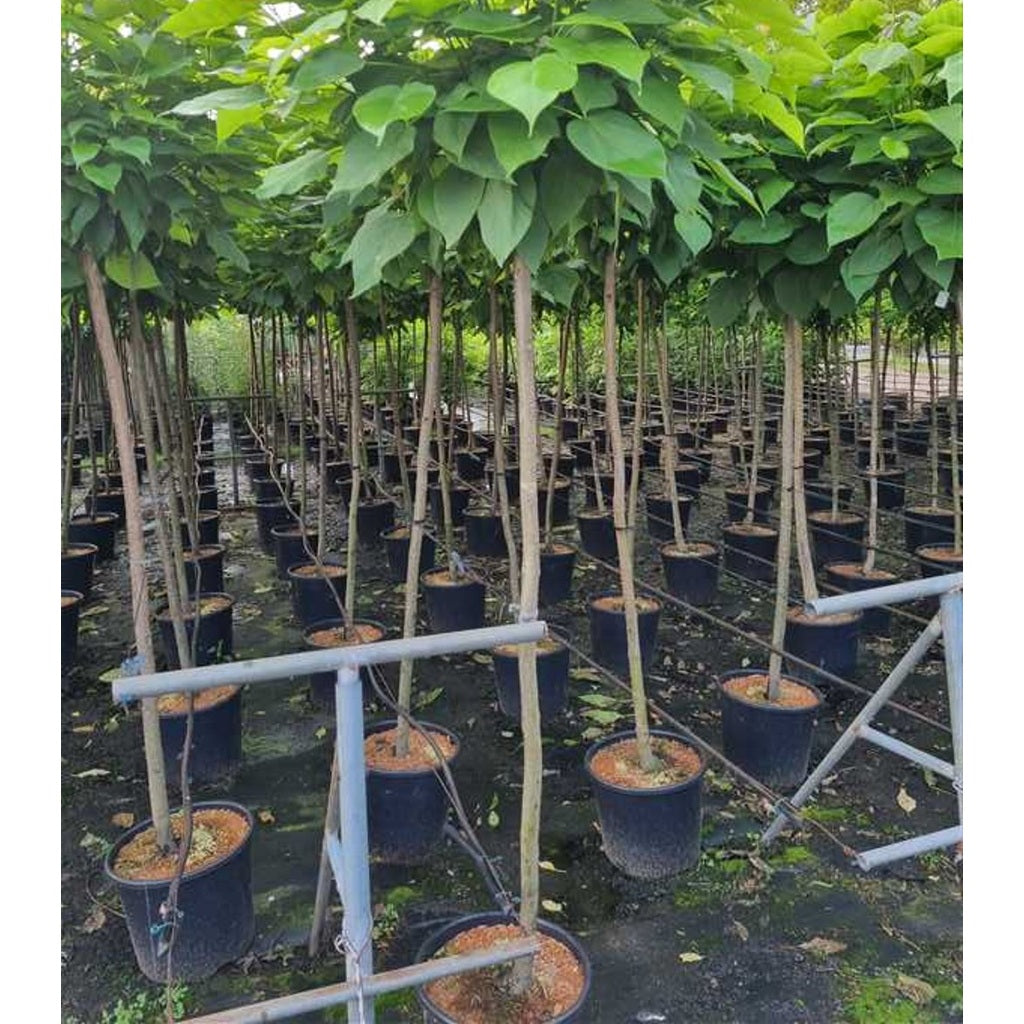 Trumpetträd – Catalpa bignonioides 'Nana' - 150 CM Stem C25