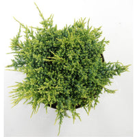 Himalaya-en – Juniperus squamata 'Holger' - C5 30-40 cm.