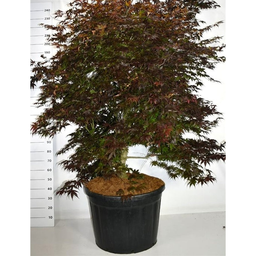 Japansk lönn – Acer palmatum 'Bloodgood' - C180 150-175 cm. Sol