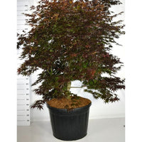 Japansk lönn – Acer palmatum 'Bloodgood' - C180 150-175 cm. Sol