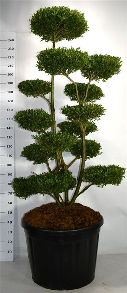 Japansk järnek – Ilex crenata &