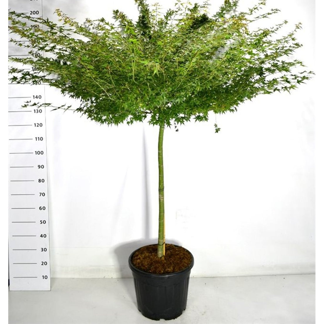 Japansk lönn – Acer pal. 'Little Princess' - 110 CM Stem C30