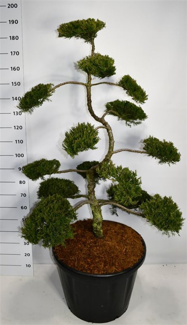 Savin-en – Juniperus sabina &