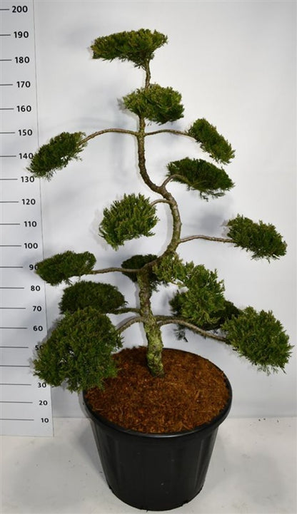 Savin-en – Juniperus sabina &
