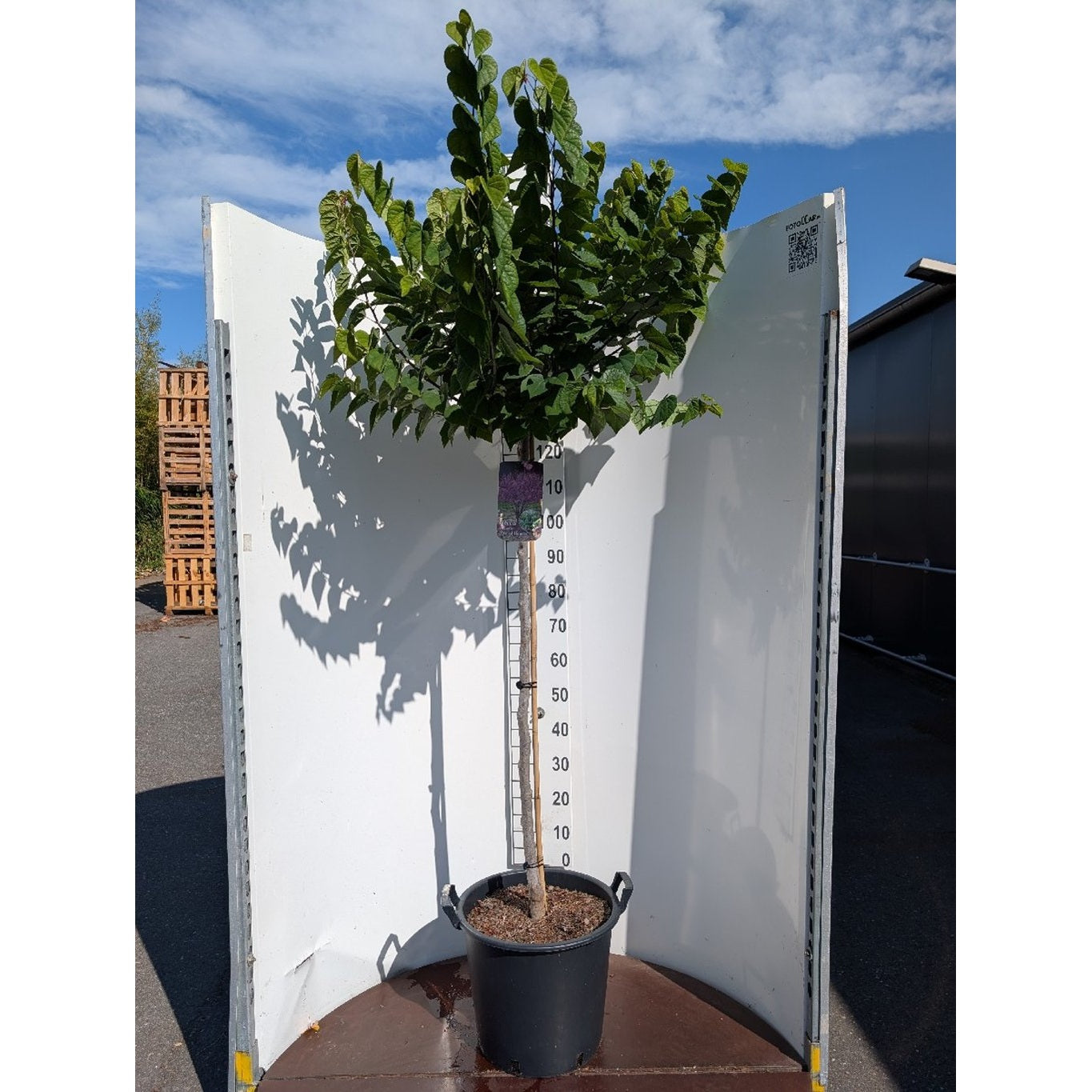 Judasträd – Cercis canadensis 'Ace of Hearts' - 120 CM Stem C30