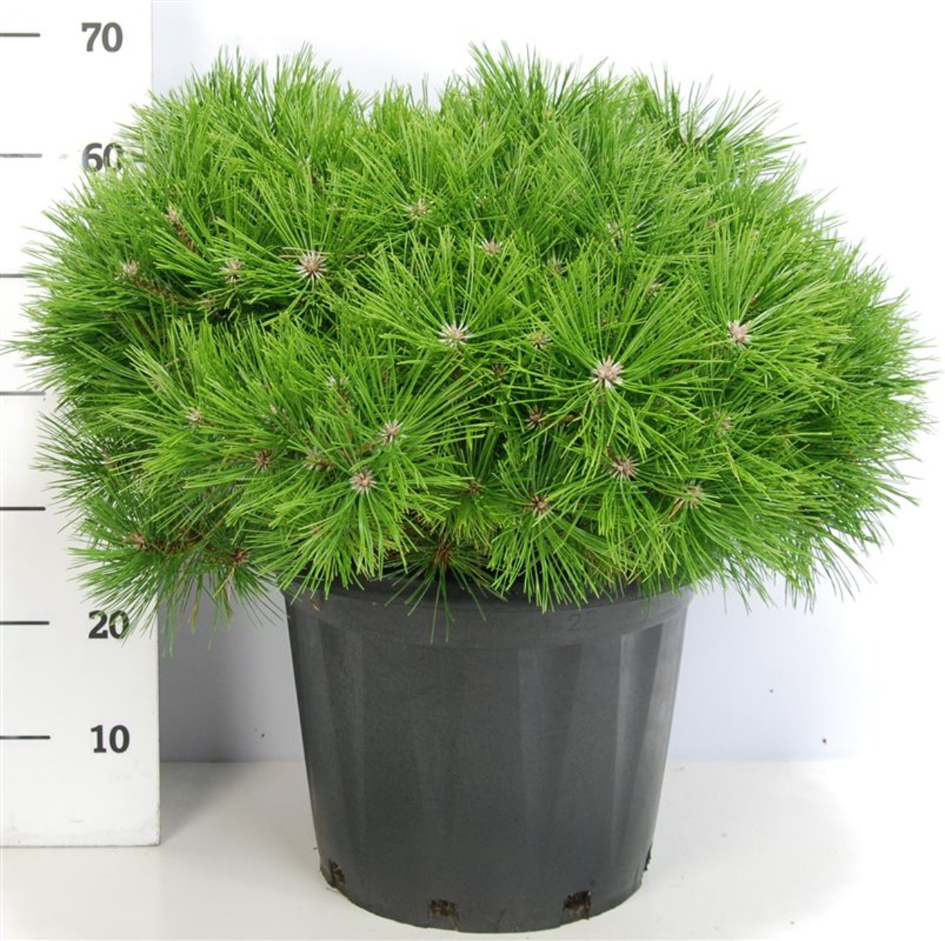 Svarttall – Pinus densiflora 'Low Glow' - C25 60-70 cm.