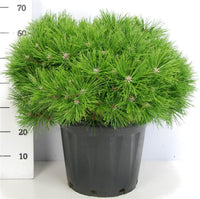 Svarttall – Pinus densiflora 'Low Glow' - C25 60-70 cm.