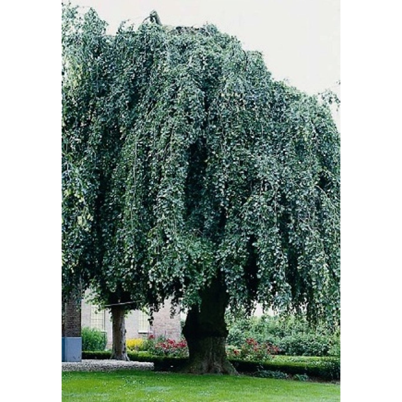 Blodbok – Fagus sylvatica &