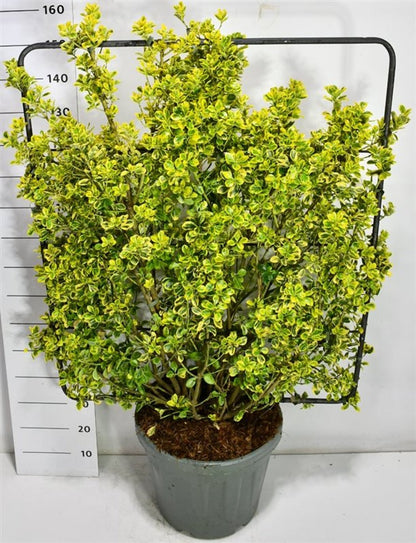 Japansk benved – Euonymus japonicus &
