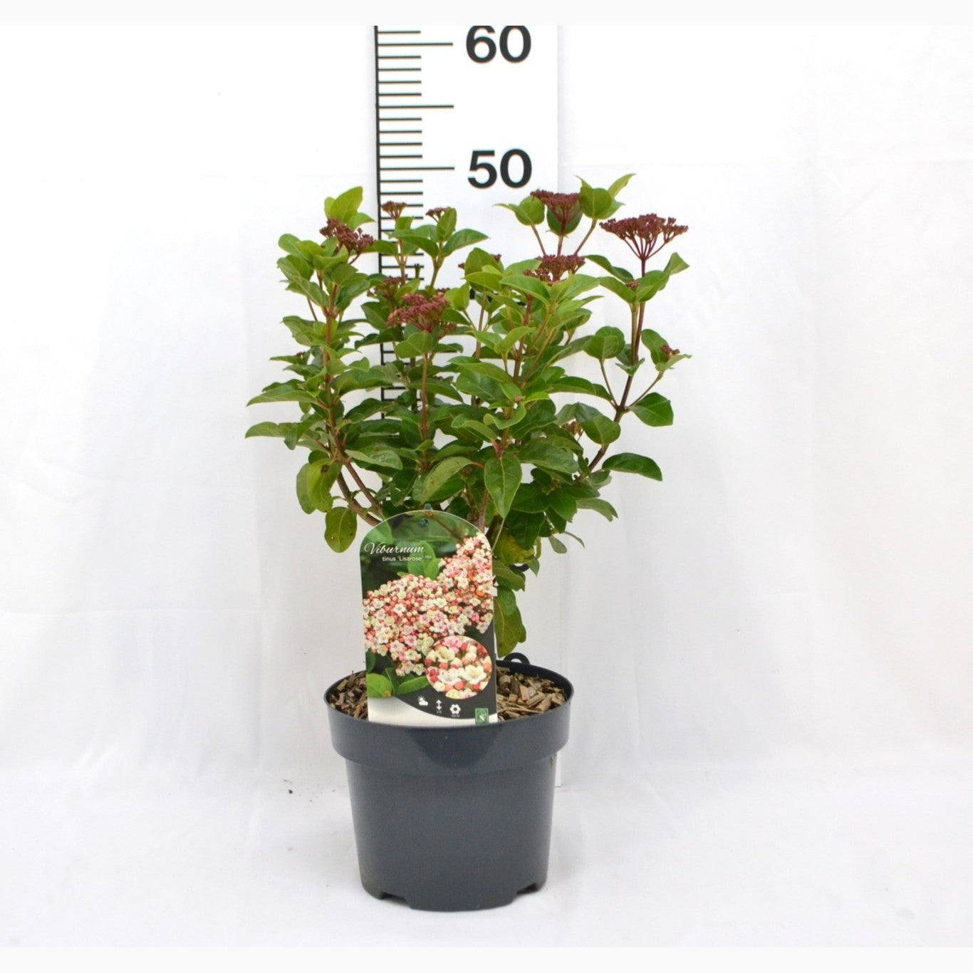 Glansolvon – Viburnum tinus 'Lisarose' - C3 20-40 CM