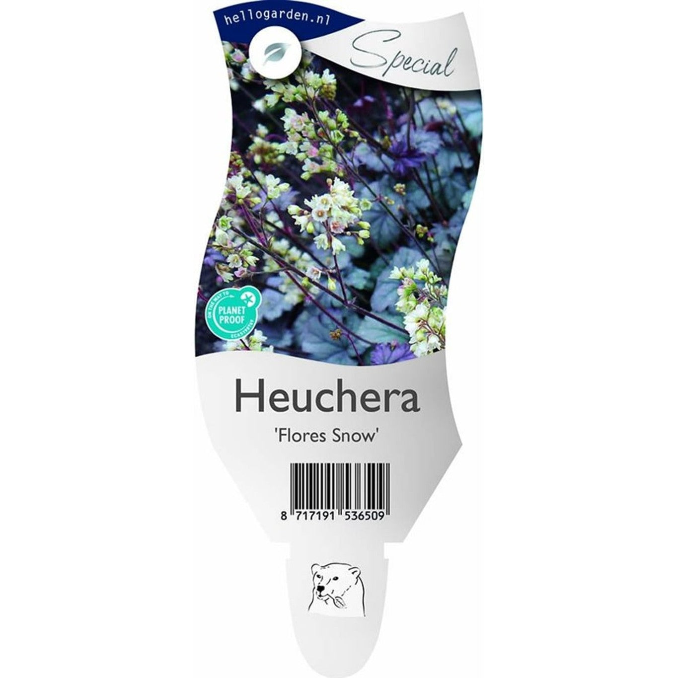 Alunrot – Heuchera 'Flores Snow' - P11