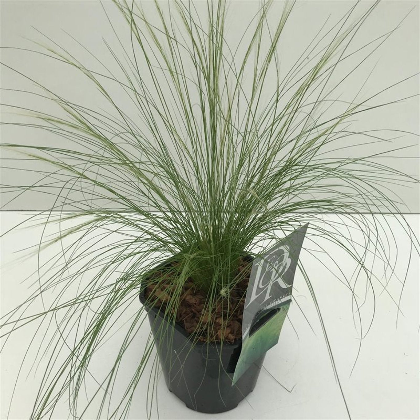 Fjädergräs – Stipa tenuissima 'Ponytails' - C2